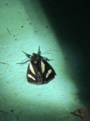 Agoma trimenii