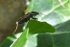 Xanthochilus