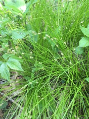 Carex leptalea