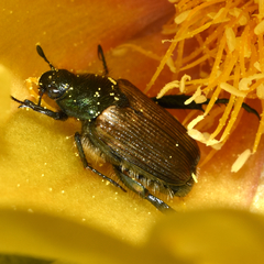 Strigoderma arbicola