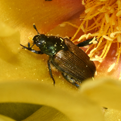 Strigoderma arbicola