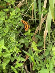 Byblia anvatara