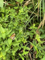Byblia anvatara