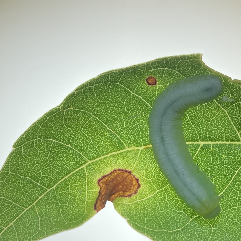 brownheaded ash sawfly