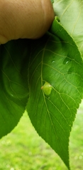 Phylloxera caryaefoliae