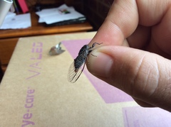 Atrapsalta encaustica