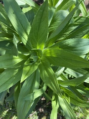 Digitalis grandiflora