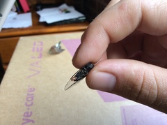 Atrapsalta encaustica