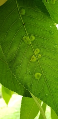 Phylloxera caryaefoliae