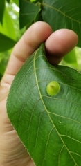 Phylloxera caryaefoliae