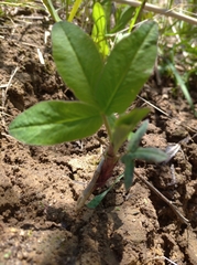 Trifolium medium