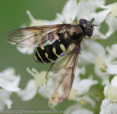Dasysyrphus intrudens