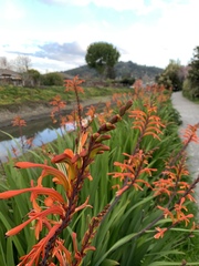 Chasmanthe aethiopica