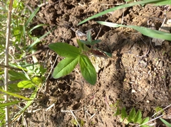 Trifolium medium
