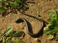 Chalcides striatus