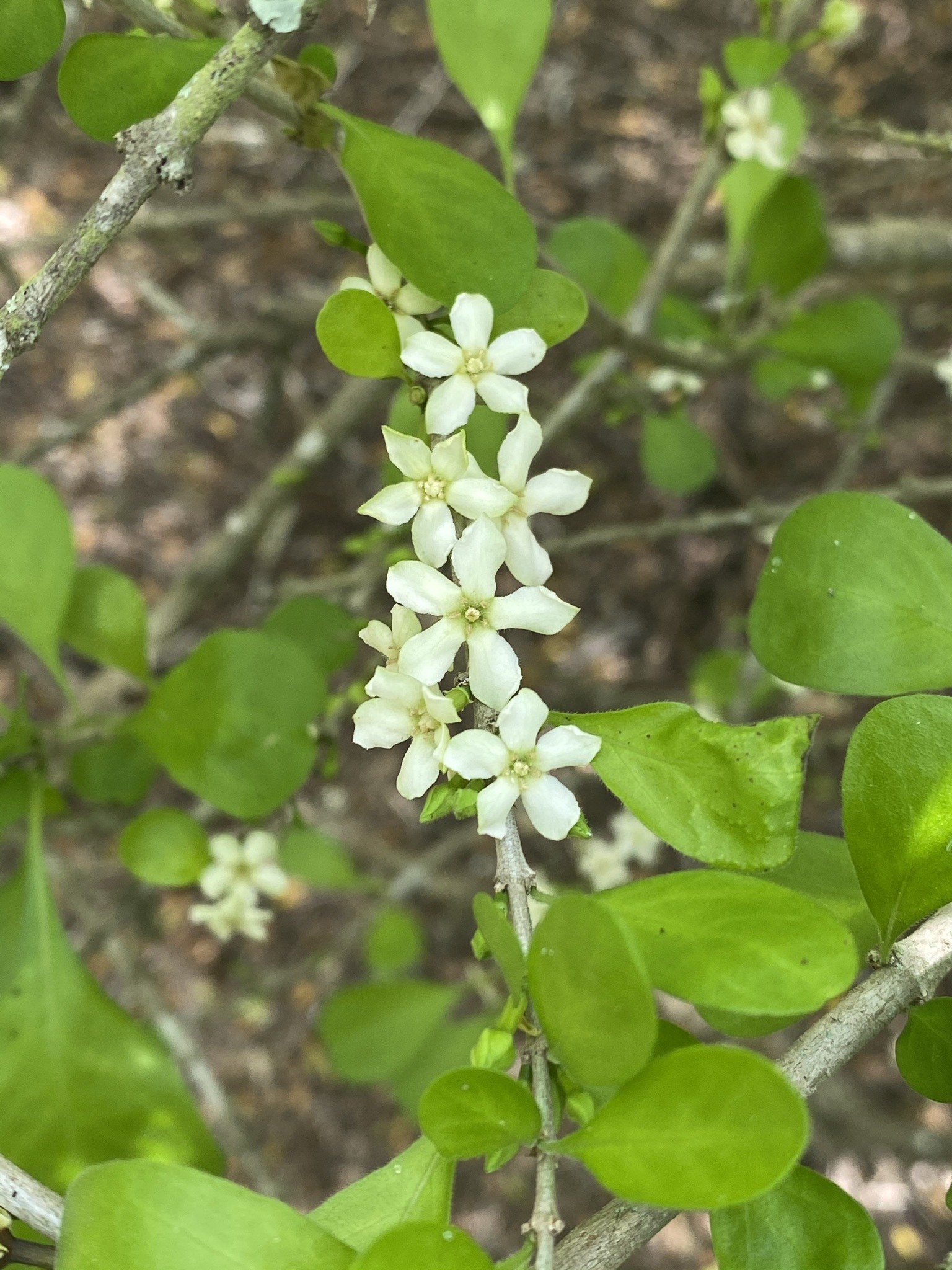 Randia obcordata