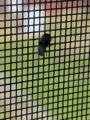 Dendroctonus rufipennis