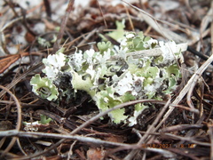 Cladonia prostrata