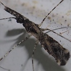 Empicoris errabundus