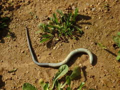 Chalcides striatus