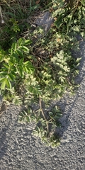 Potentilla tobolensis