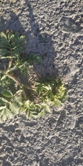 Potentilla tobolensis