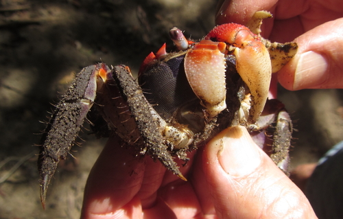 Neosarmatium africanum