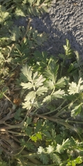 Potentilla tobolensis
