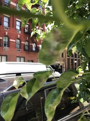 Podosphaera leucotricha