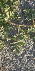 Potentilla tobolensis