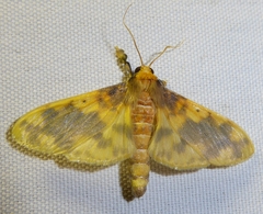 Pachynoa thoosalis