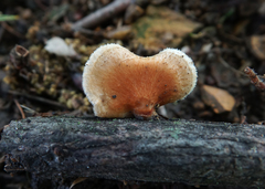 Neofavolus alveolaris