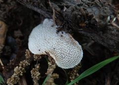 Neofavolus alveolaris