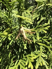 Pestalotiopsis funerea