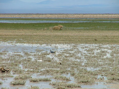 Himantopus mexicanus melanurus