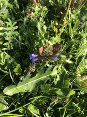 Glechoma hederacea