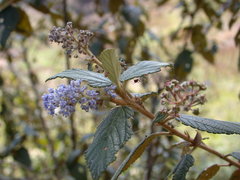 Ceanothus caeruleus