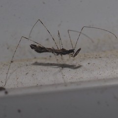 Empicoris errabundus