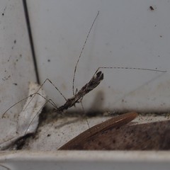 Empicoris errabundus