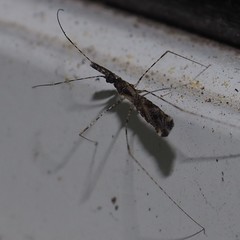 Empicoris errabundus