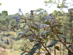 Ceanothus caeruleus