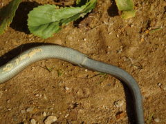 Chalcides striatus