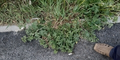 Potentilla tobolensis
