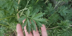Potentilla tobolensis