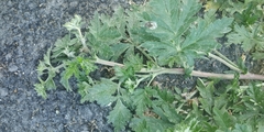 Potentilla tobolensis