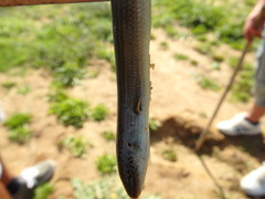 Chalcides striatus