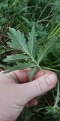 Potentilla tobolensis