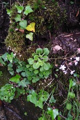 Saxifraga spathularis