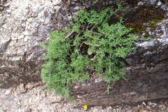 Thymus caespititius