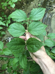 Philadelphus hirsutus